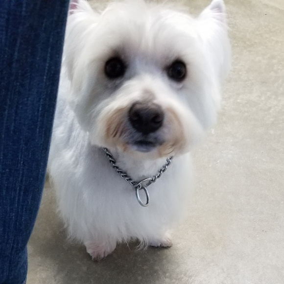 Meet your Posher, Darla - Picture 3 of 10